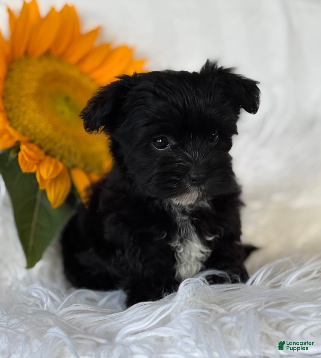 Morkie dogs for sale: LOGAN - Image 11