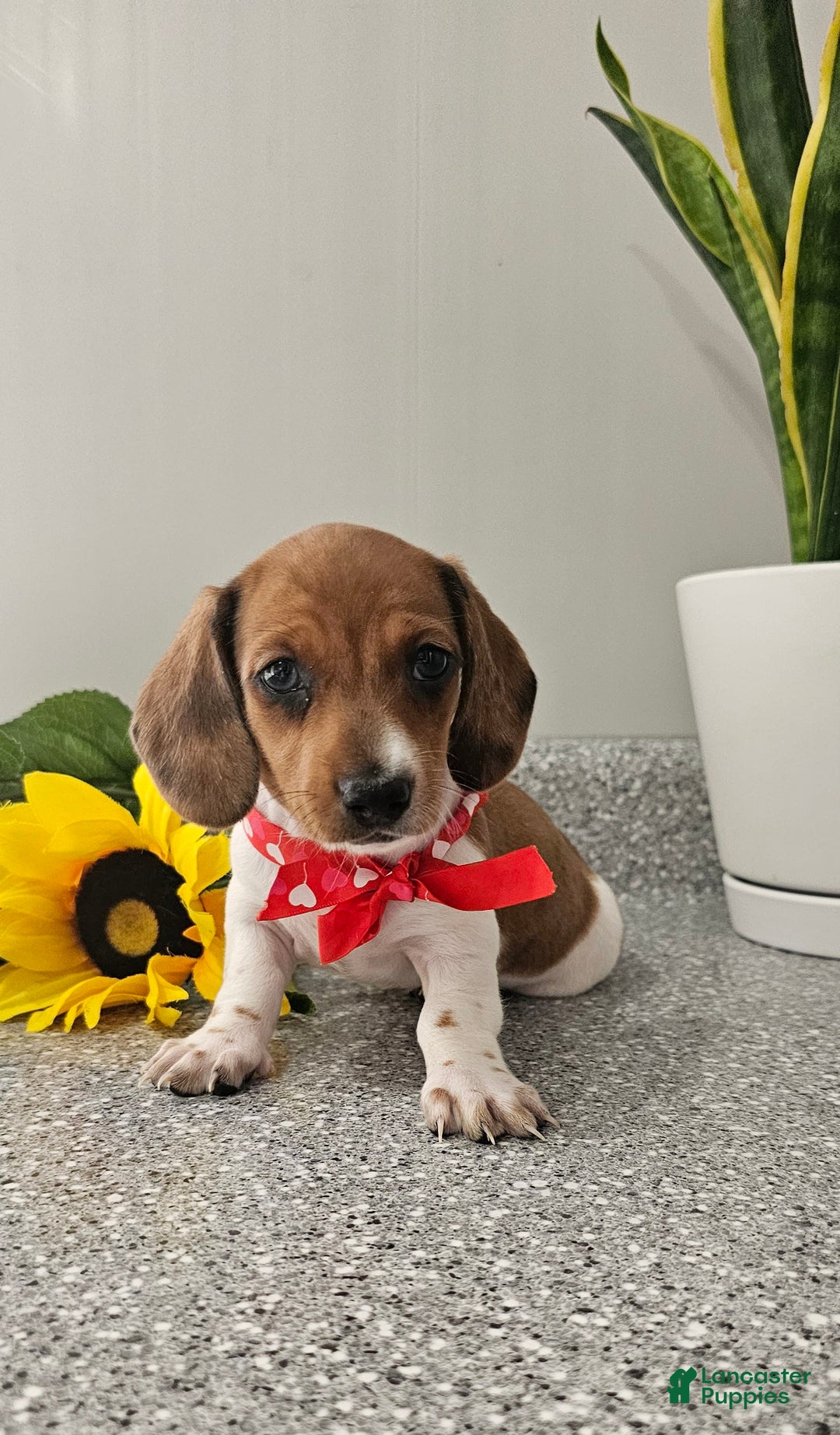 Dachshund dogs for sale: Millie Mae - Image 6