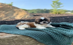Shih Tzu dogs for sale: Ares - Image 7