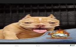 American Bully dogs for sale: Macho - Image 2