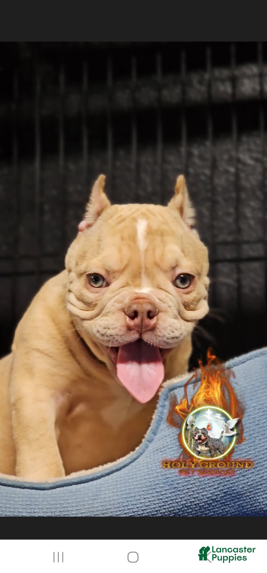 American Bully dogs for sale: Macho - Image 2