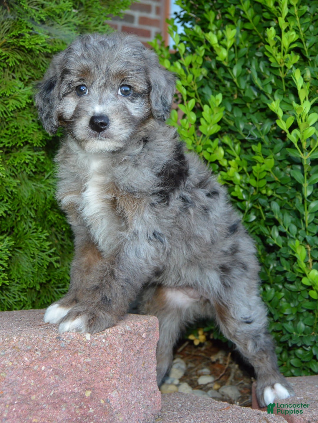 Mini Aussiedoodle dogs for sale: Mini Ava - Image 4