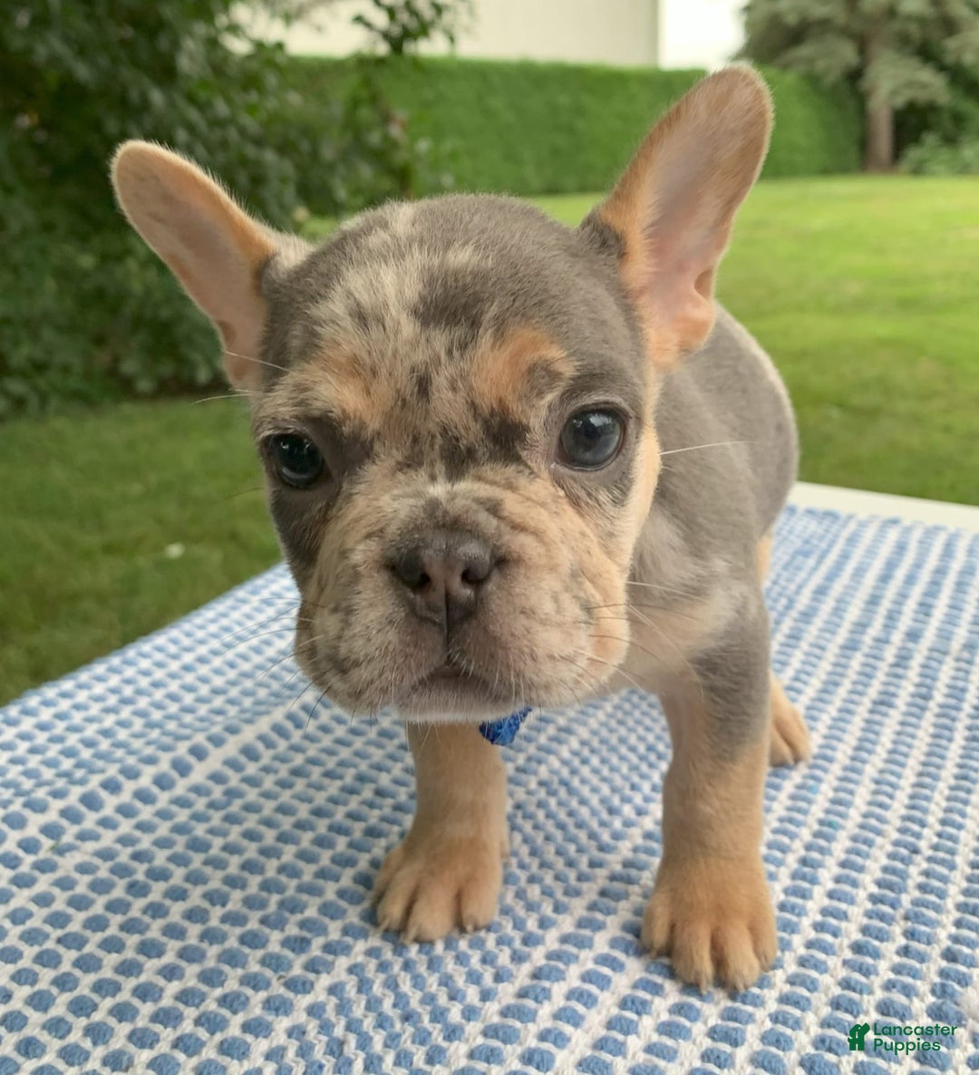 French Bulldog dogs for sale: Nelly - Image 2