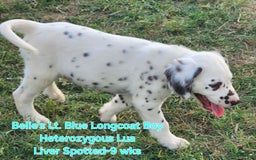 Dalmatian dogs for sale: Belles Lt. Blue Lua Longcoat Liver Spotted Boy - Image 13
