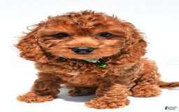 Cockapoo dogs for sale: Lucky - Image 7