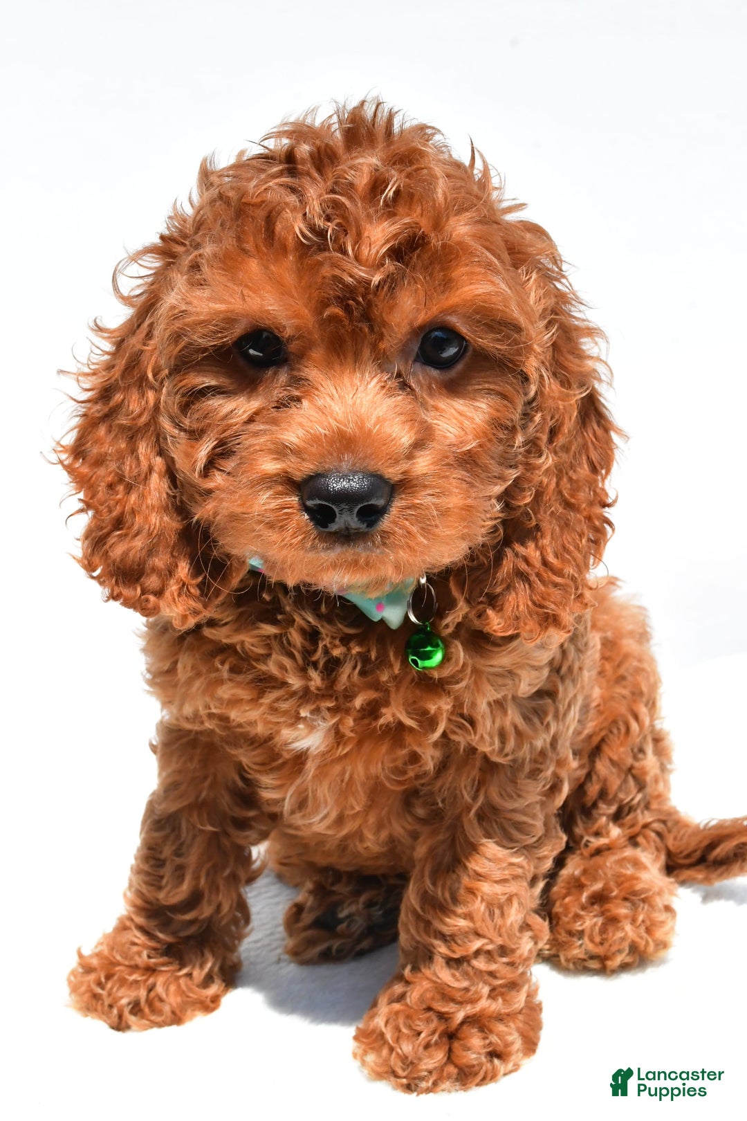 Cockapoo dogs for sale: Lucky - Image 7