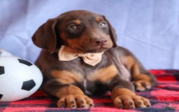 Doberman Pinscher dogs for sale: Dusty - Image 7