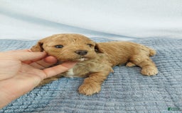Toy Poodle dogs for sale: Kubby - Image 6