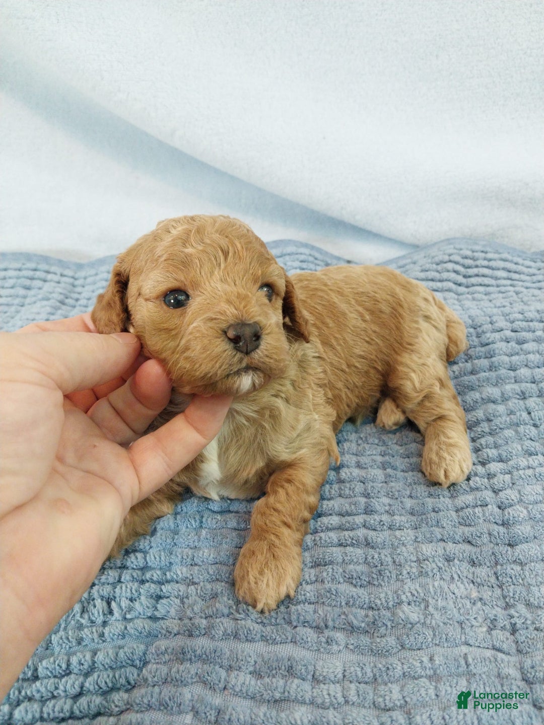 Toy Poodle dogs for sale: Kubby - Image 6