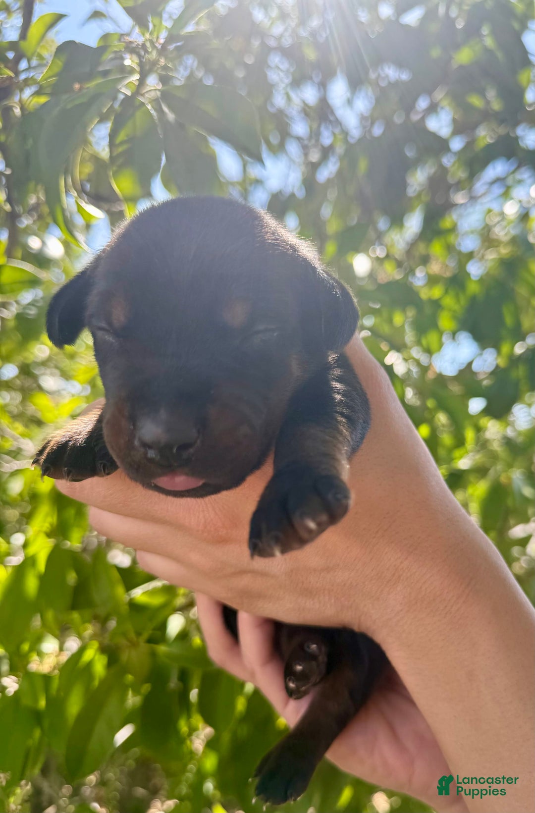 Doberman Pinscher dogs for sale: Black Collar - Image 1