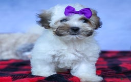Shihpoo dogs for sale: Scarlett - Image 8