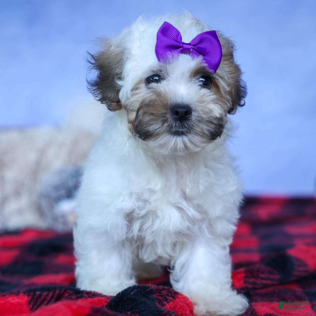 Shihpoo dogs for sale: Scarlett - Image 8