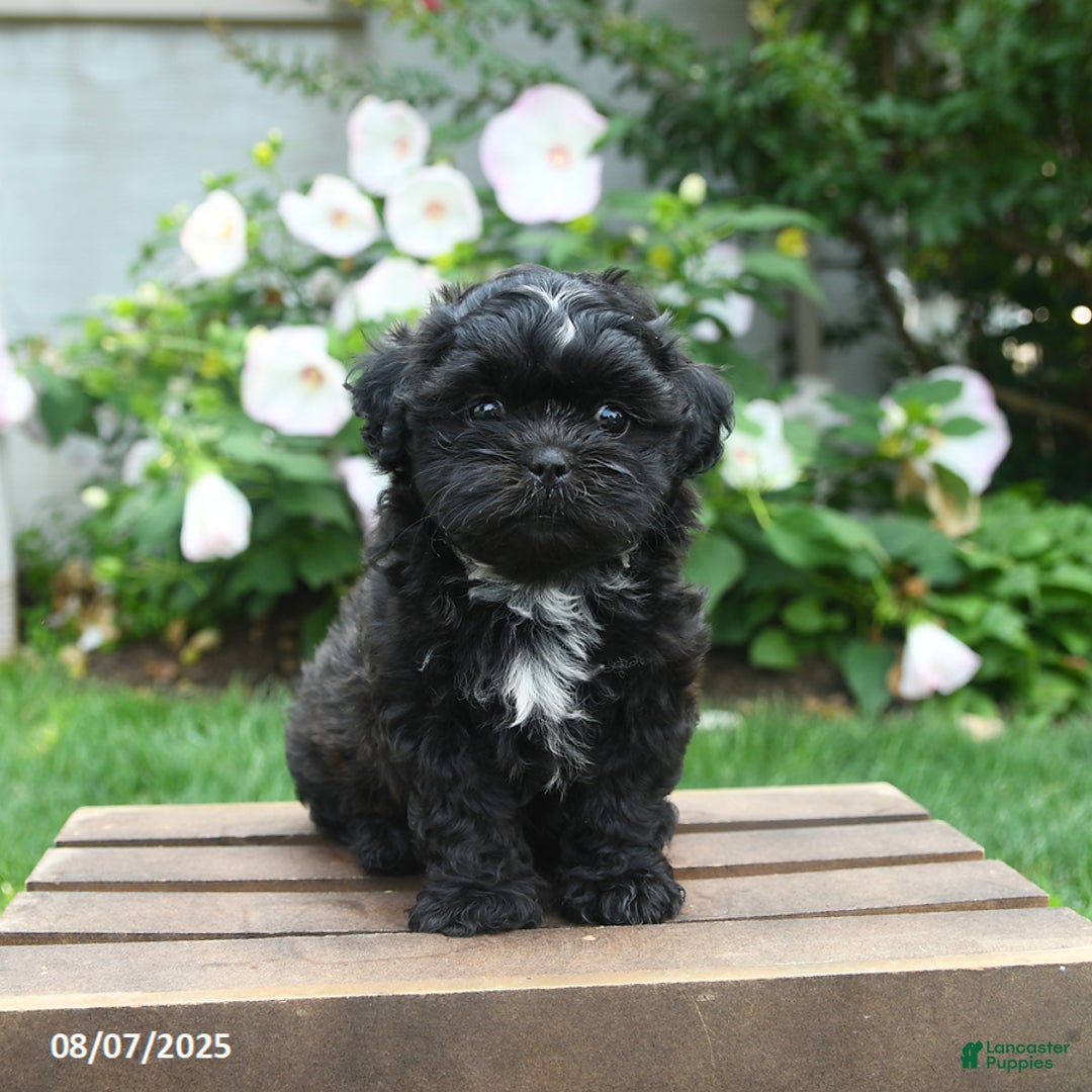 Teddy Bear dogs for sale: Moonlight - Image 2