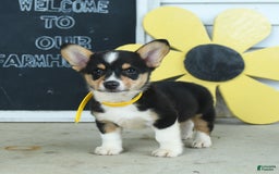 Welsh Corgi Pembroke dogs for sale: Moon - Image 2