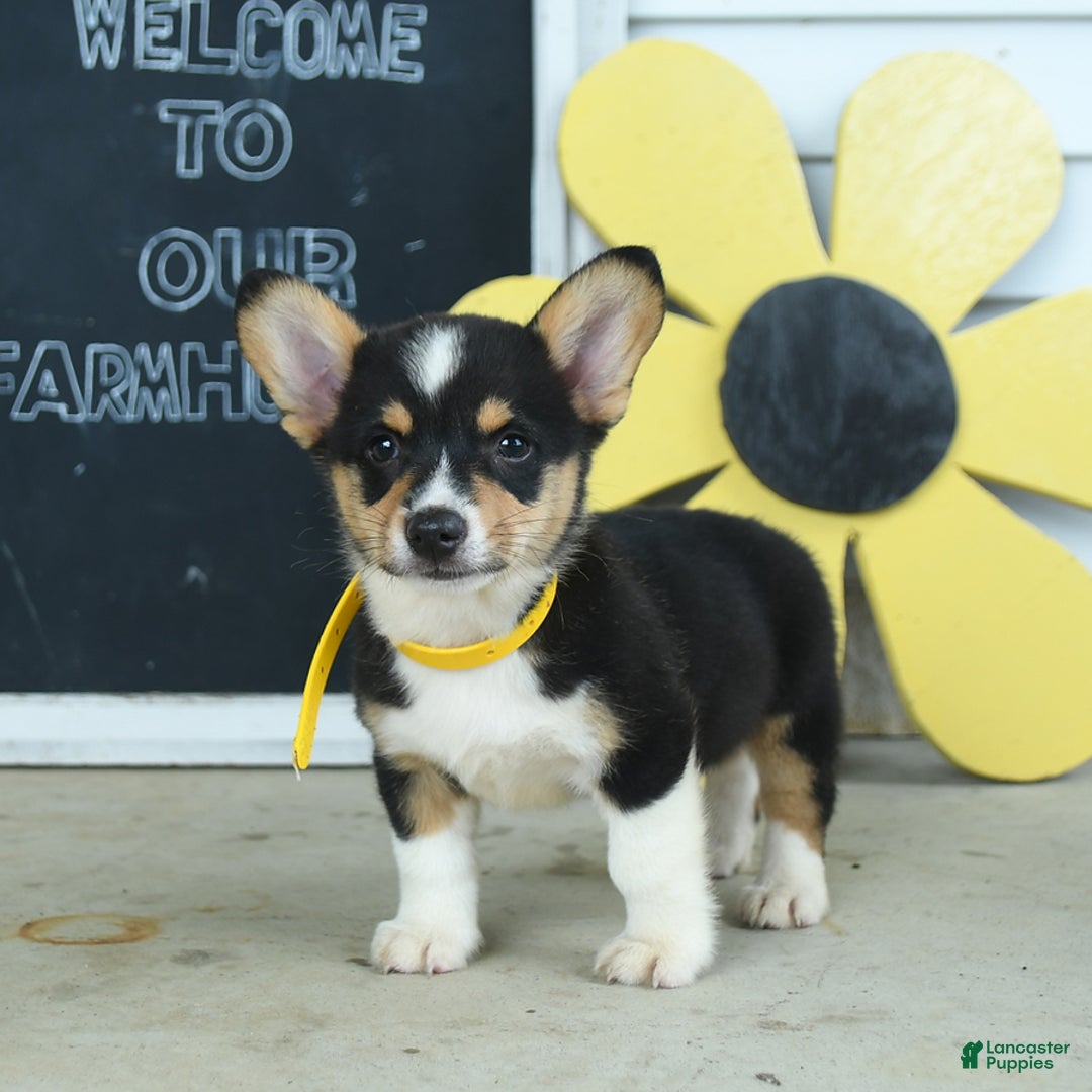 Welsh Corgi Pembroke dogs for sale: Moon - Image 2
