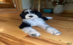Sheepadoodle dogs for sale: Bunny - Image 1