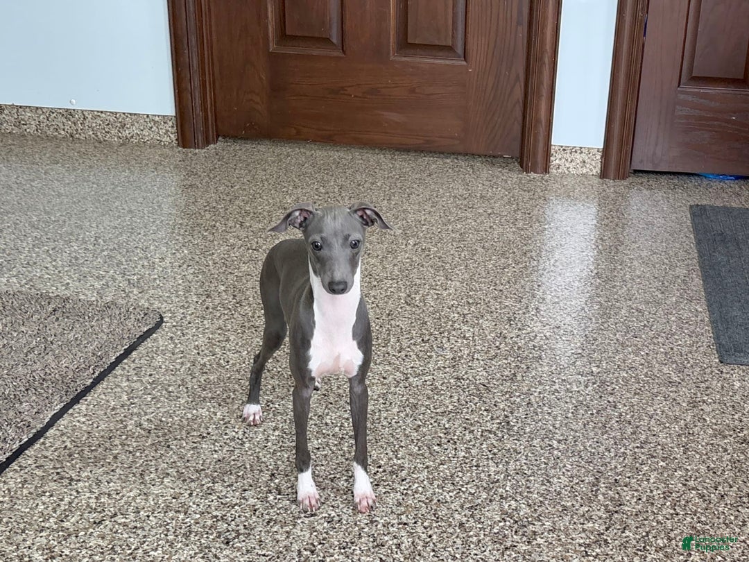 Italian Greyhound dogs for sale: Rocky - Image 5