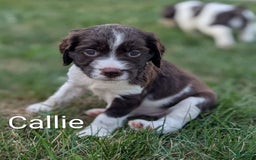 English Springer Spaniel dogs for sale: Callie - Image 1