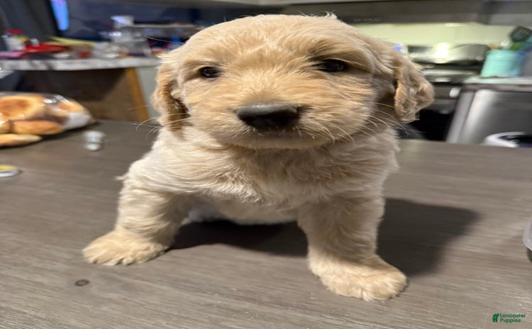 Goldendoodle dogs for sale - Ad 4