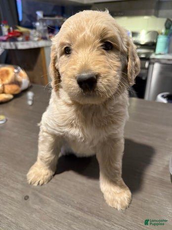 Goldendoodle dogs for sale - Ad 4