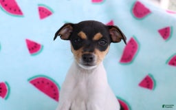 Toy Fox Terrier dogs for sale: Ranae - Image 1
