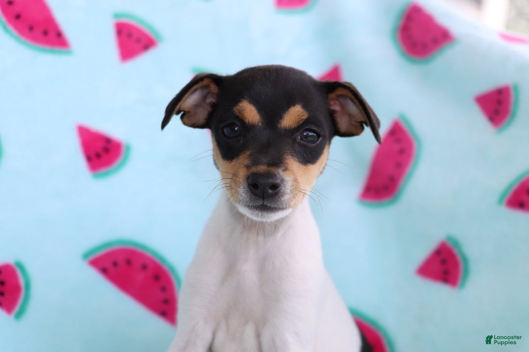 Toy Fox Terrier dogs for sale: Ranae - Image 1