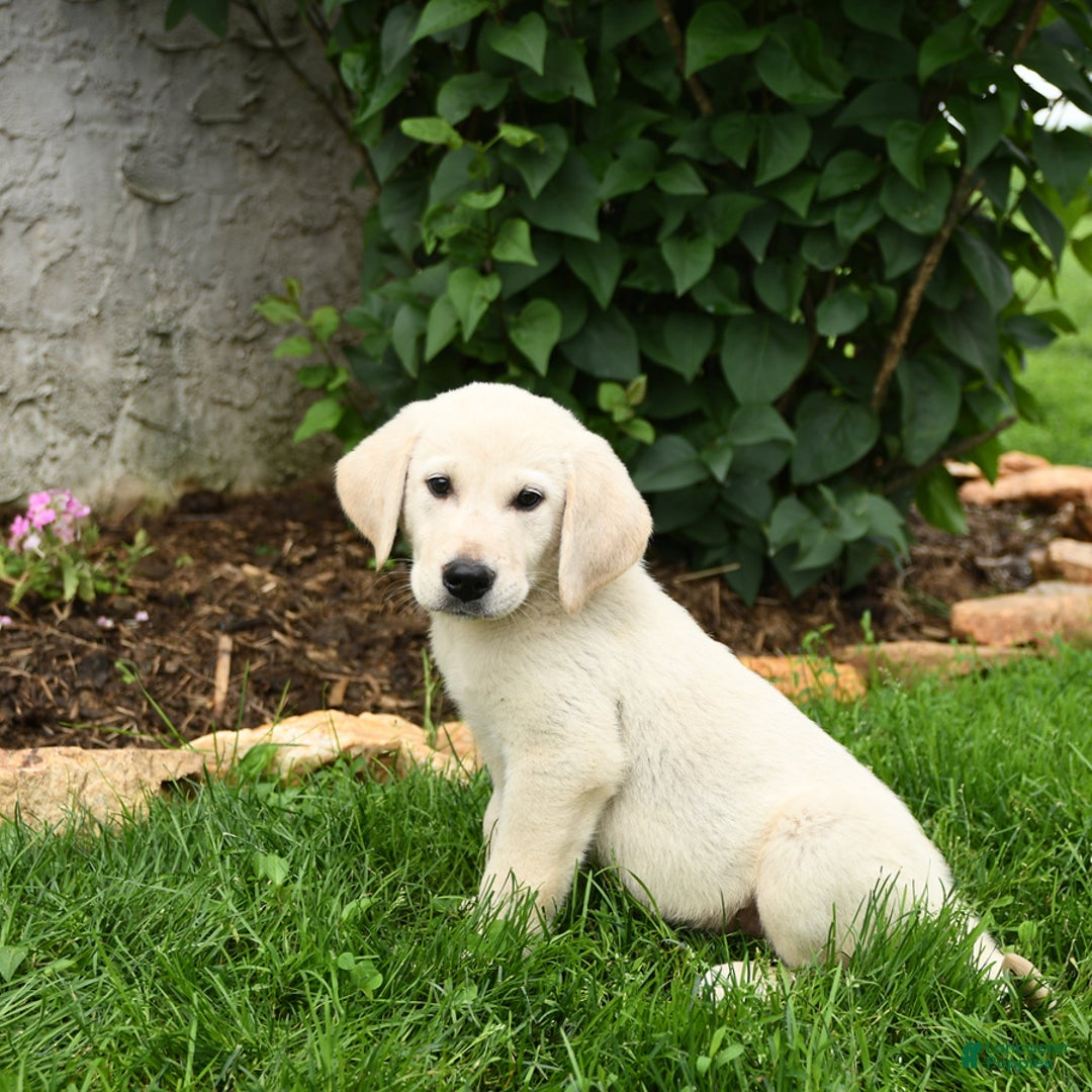 Maremma Sheepdog dogs for sale: Everett - Image 1