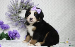 Bernese Mountain Dog dogs for sale: Pebbles - Image 28