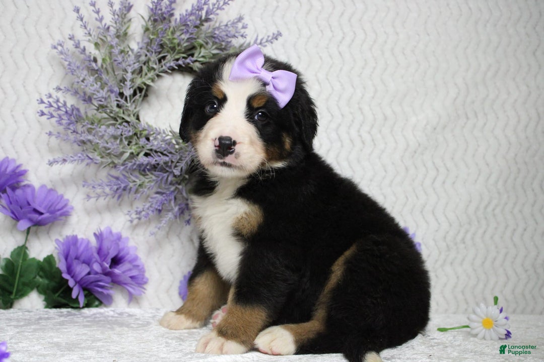 Bernese Mountain Dog dogs for sale: Pebbles - Image 28
