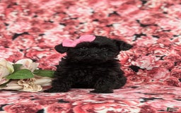 Yorkiepoo dogs for sale: Trista - Image 1