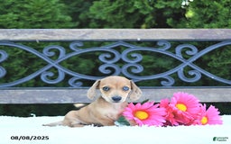 Miniature Dachshund dogs for sale: Skylar - Image 4