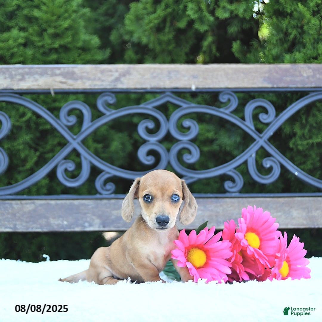 Miniature Dachshund dogs for sale: Skylar - Image 4