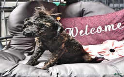 Toy Poodle dogs for sale: Aaron Ray - Image 3