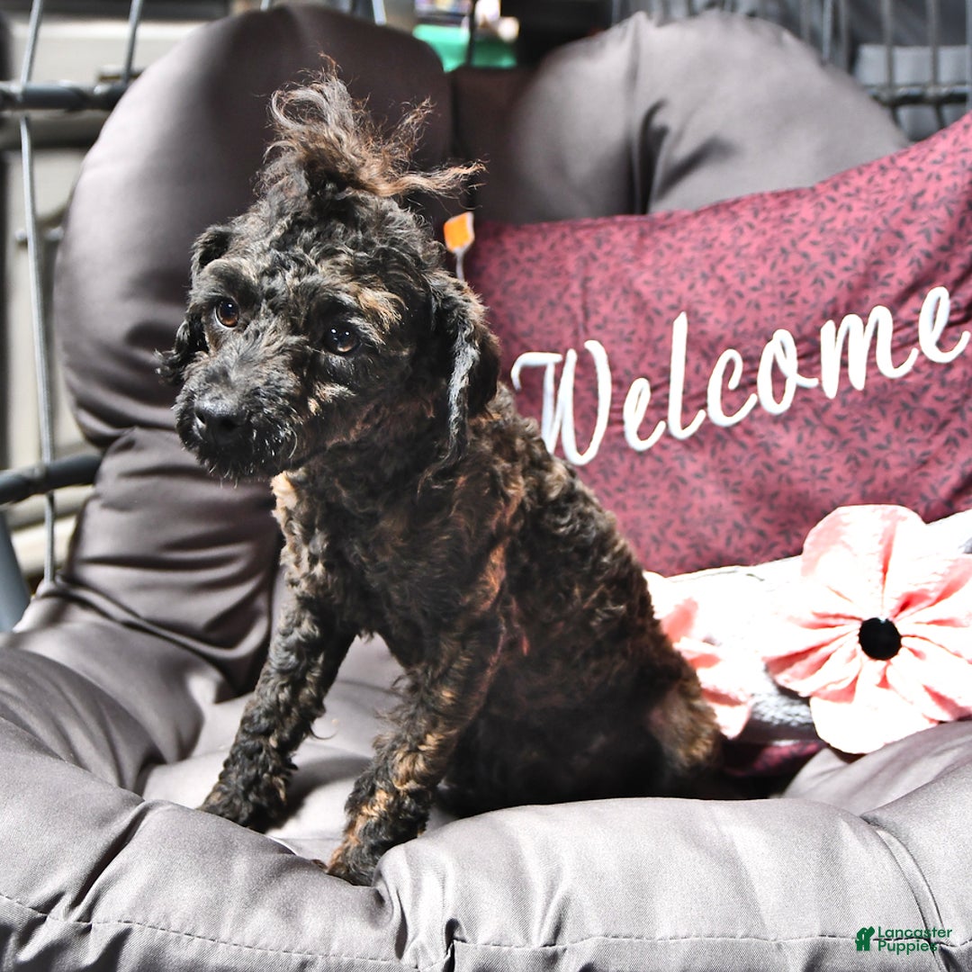 Toy Poodle dogs for sale: Aaron Ray - Image 3