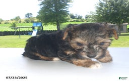 Yorkiepoo dogs for sale: Sammy - Image 19