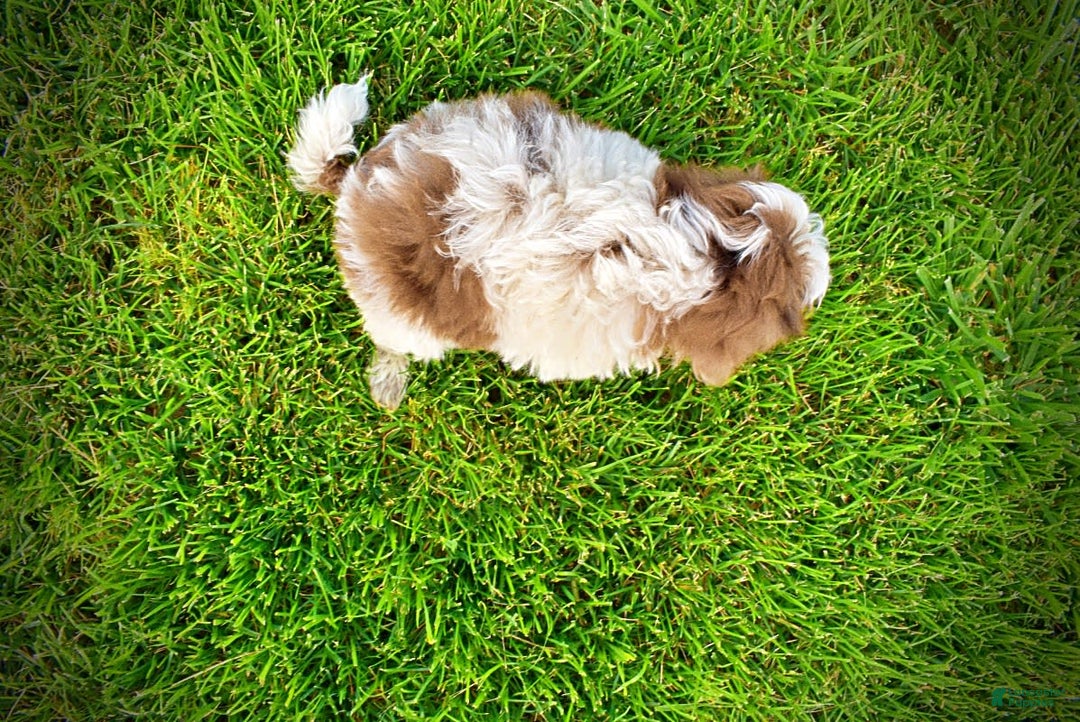 Havapoo dogs for sale: Vixen - Image 14