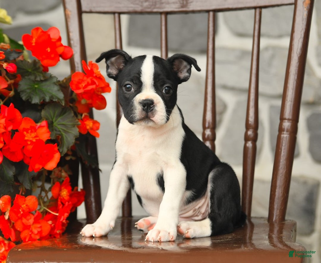 Boston Terrier dogs for sale: Buttercup - Image 2