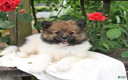 Pomeranian dogs for sale: Jimmy - Image 6
