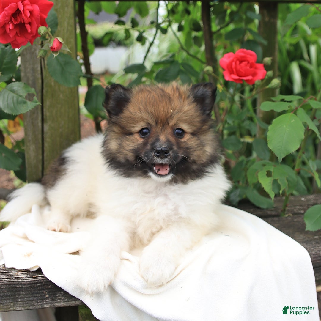 Pomeranian dogs for sale: Jimmy - Image 6