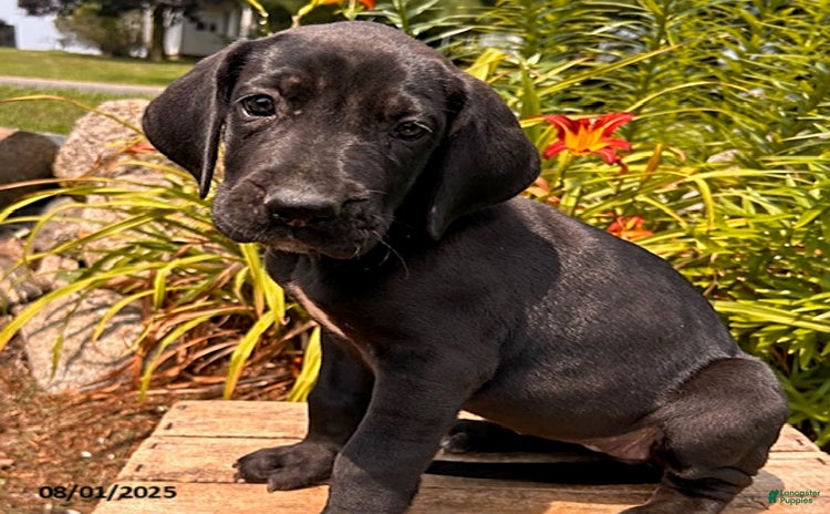 Great Dane dogs for sale - Ad 2
