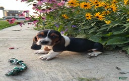 Basset Hound dogs for sale: Rex - Image 2