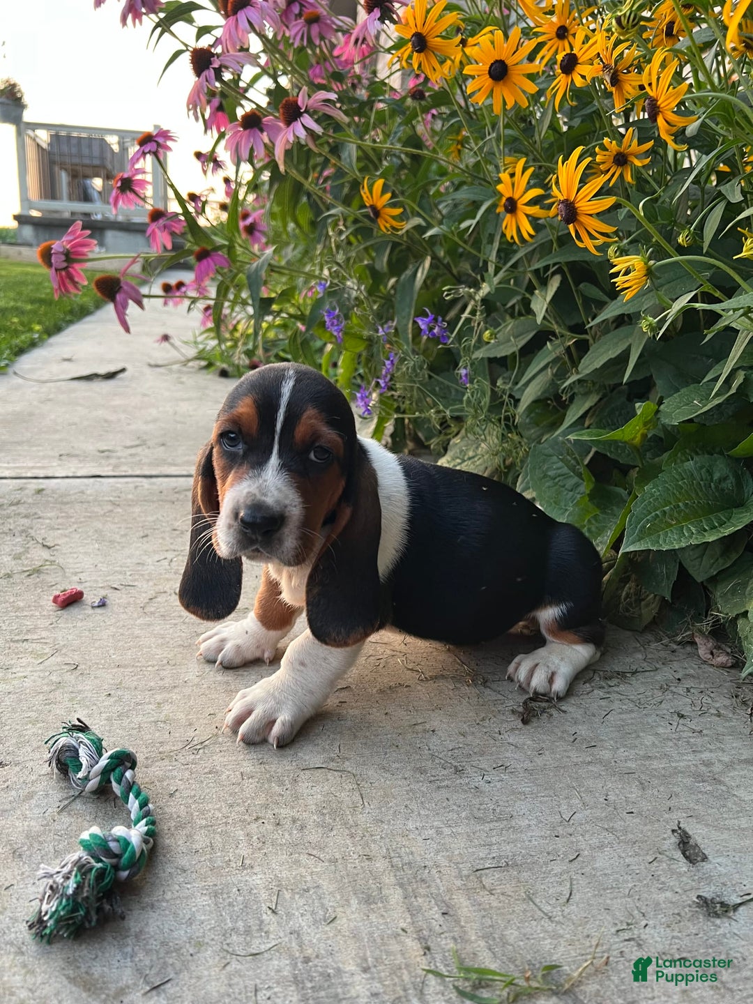 Basset Hound dogs for sale: Rex - Image 2