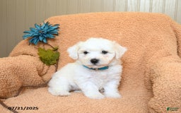 Bichon Frise dogs for sale: Kesha - Image 1