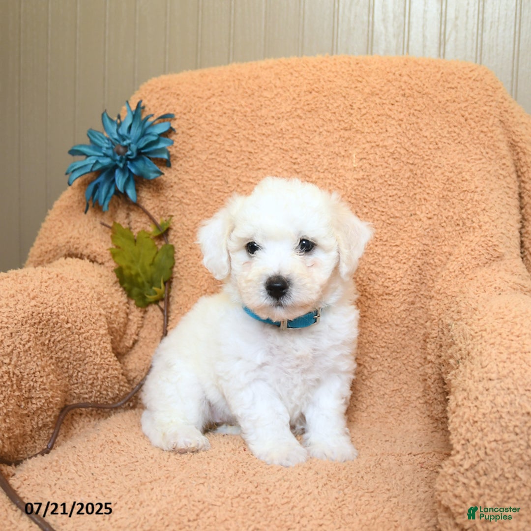 Bichon Frise dogs for sale: Kesha - Image 1