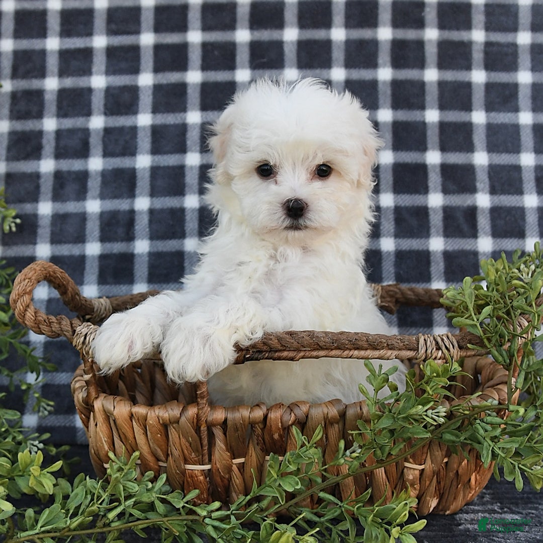 Havanese dogs for sale: Conner - Image 8
