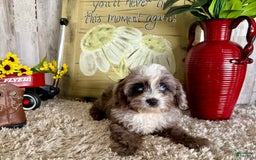Cavapoo dogs for sale: Fable - Image 2