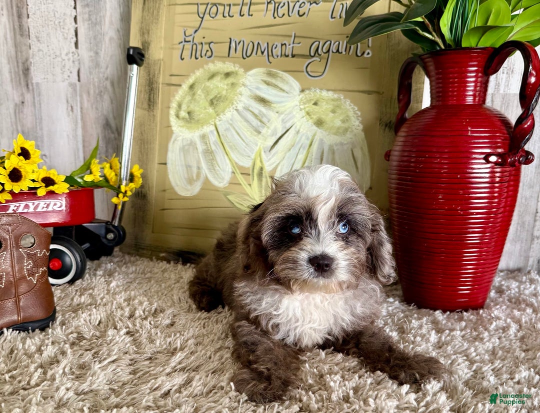 Cavapoo dogs for sale: Fable - Image 2
