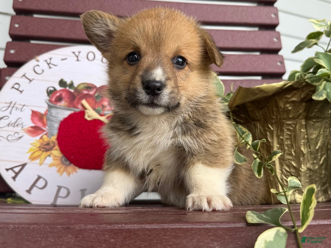 Welsh Corgi Pembroke dogs for sale: Frank - Image 5
