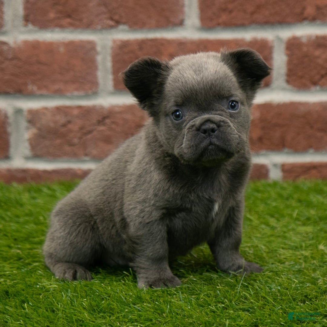 French Bulldog dogs for sale: Sara - Image 1