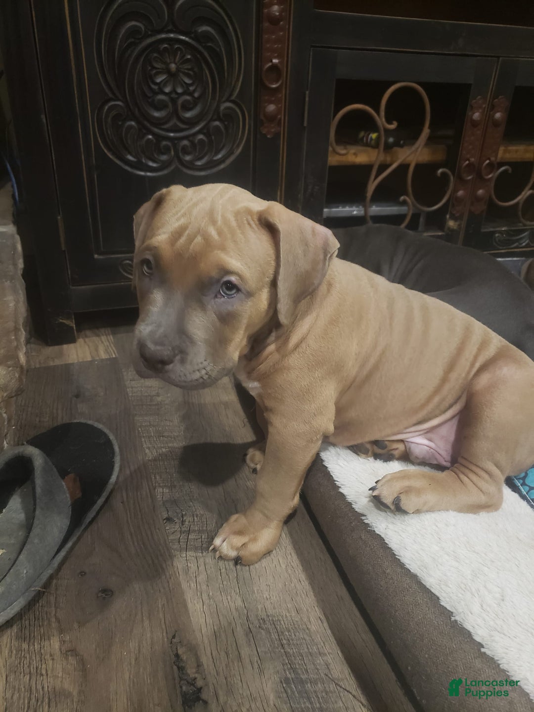 American Bully dogs for sale: Big Hoss - Image 124